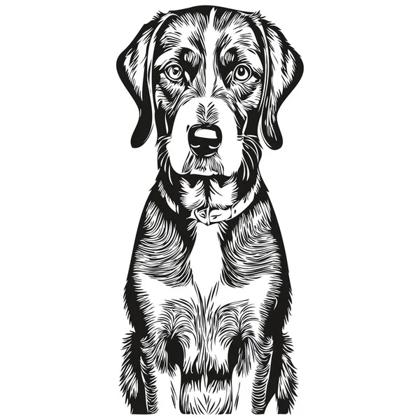 Bluetick Coonhound Dog Head Line Drawing Vector Hand Drawn Illustration — Stock Vector