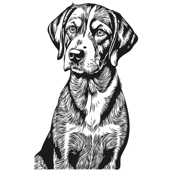 Bluetick Coonhound Chien Tête Ligne Dessin Vecteur Illustration Dessinée Main — Image vectorielle