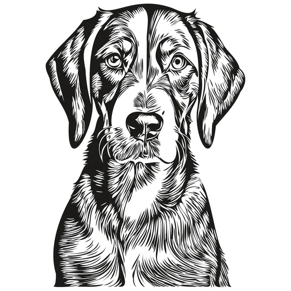 Bluetick Coonhound Dog Isolated Drawing White Background Head Pet Line — Stock Vector