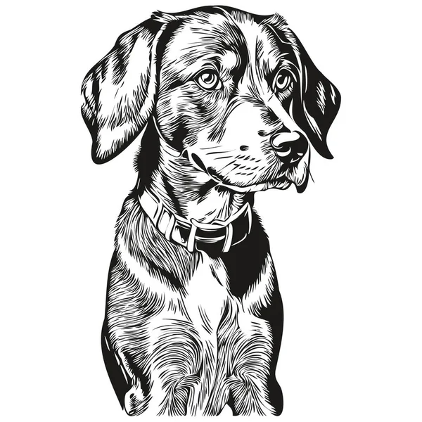 Bluetick Coonhound Chien Ligne Illustration Croquis Encre Noire Blanche Portrait — Image vectorielle