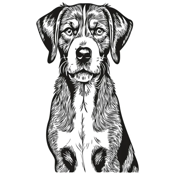 Bluetick Coonhound Chien Ligne Illustration Noir Blanc Croquis Portrait Visage — Image vectorielle