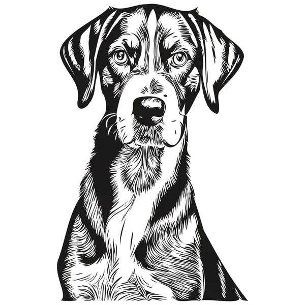 Bluetick Coonhound Línea Perro Ilustración Retrato Cara Boceto Tinta Blanco — Vector de stock