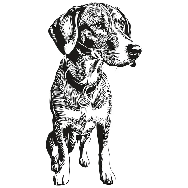 Coonhound 화이트 빈티지귀엽고 귀여운 머리에 새겨져 리얼리즘 — 스톡 벡터