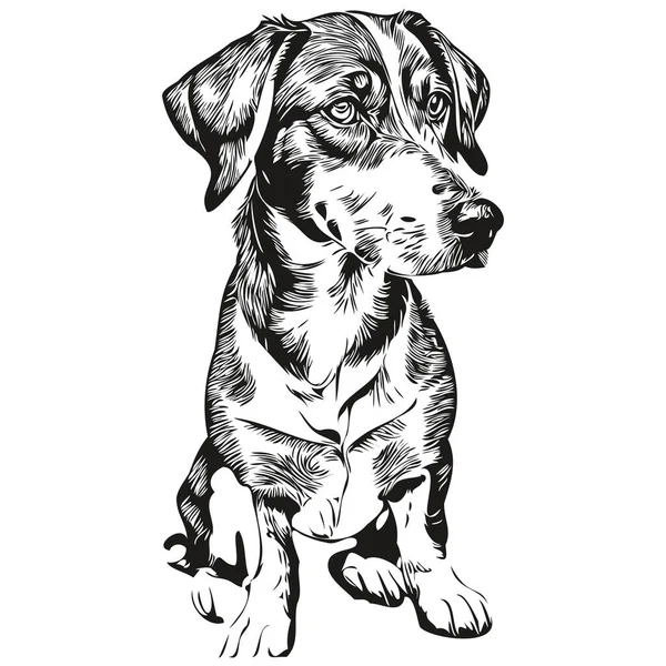 Bluetick Coonhound Chien Contour Crayon Dessin Illustration Caractère Noir Sur — Image vectorielle