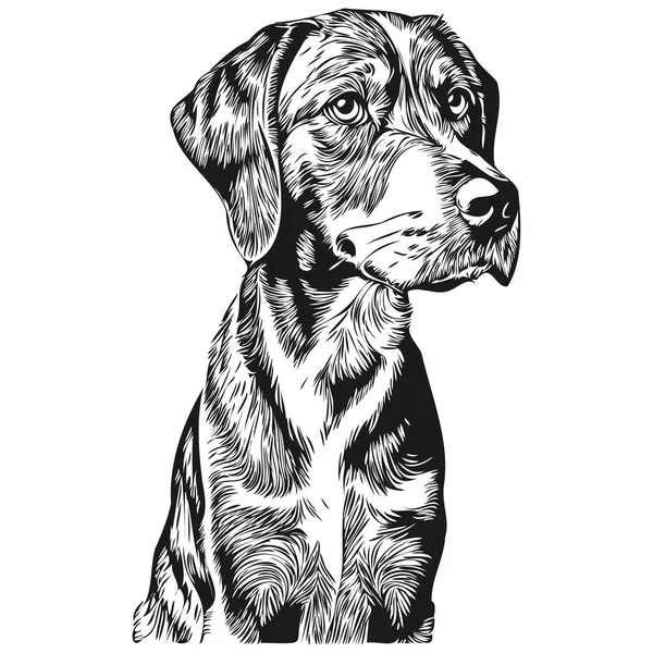 Bluetick Coonhound Dog Окреслює Олівець Малюнок Ілюстрації Чорний Персонаж Білому — стоковий вектор