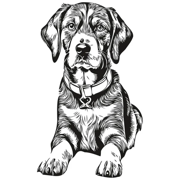 Bluetick Coonhound Dog Pencil Hand Drawing Vector Outline Illustration Pet — Stock Vector