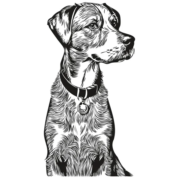 Bluetick Coonhound Pies Ołówek Ręka Rysunek Wektor Zarys Ilustracja Zwierzę — Wektor stockowy