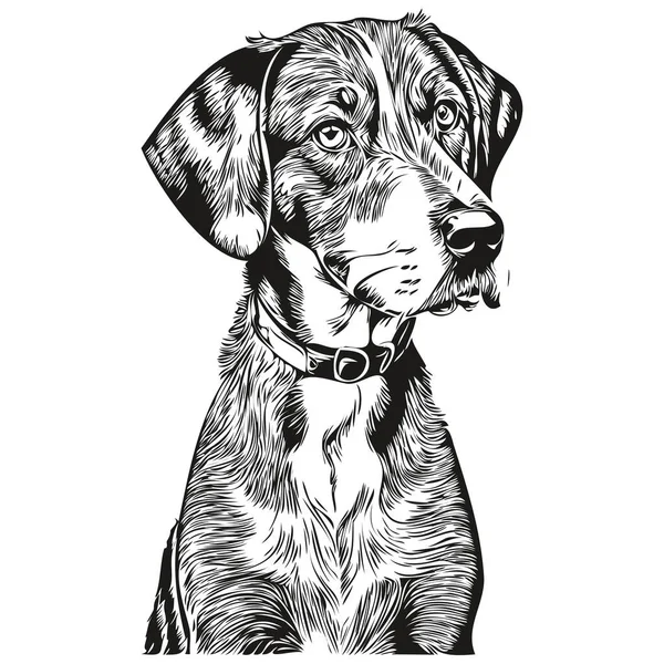 Bluetick Coonhound Σκυλί Μολύβι Χέρι Σχέδιο Διάνυσμα Περίγραμμα Εικόνα Κατοικίδιο — Διανυσματικό Αρχείο