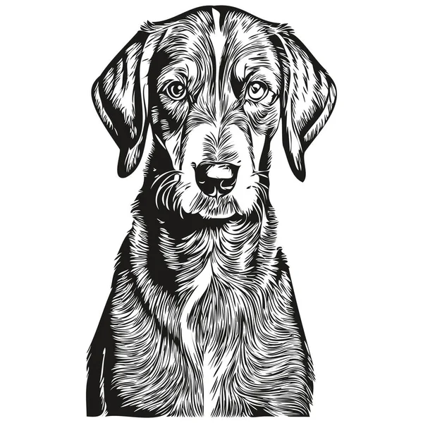 ブルーティック コンハウンド犬のペットのシルエット 動物の線のイラストの手が黒と白のベクトル現実的な品種のペットを描いた — ストックベクタ