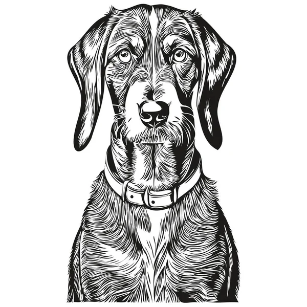 Bluetick Coonhound Pes Pet Silueta Zvíře Linie Ilustrace Ručně Kreslené — Stockový vektor