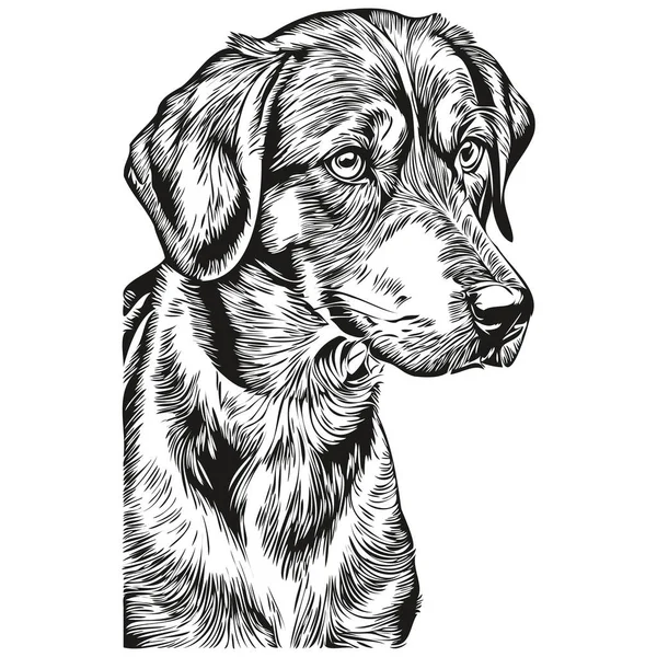 ブルーティック コンハウンド犬のペットのスケッチイラスト 黒と白の彫刻ベクトル現実的な品種のペット — ストックベクタ