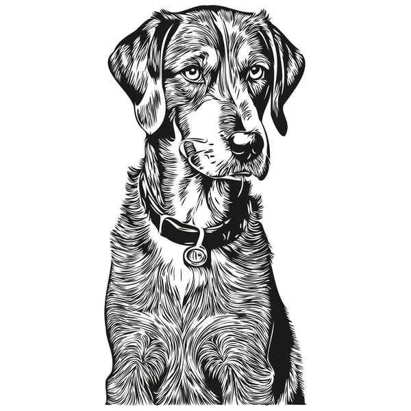 Bluetick Coonhound Köpek Evcil Hayvan Taslağı Çizimi Siyah Beyaz Oyma — Stok Vektör