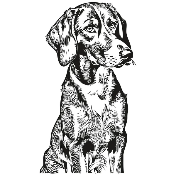 Bluetick Coonhound Portrait Chien Vecteur Dessin Animal Main Pour Tatouage — Image vectorielle