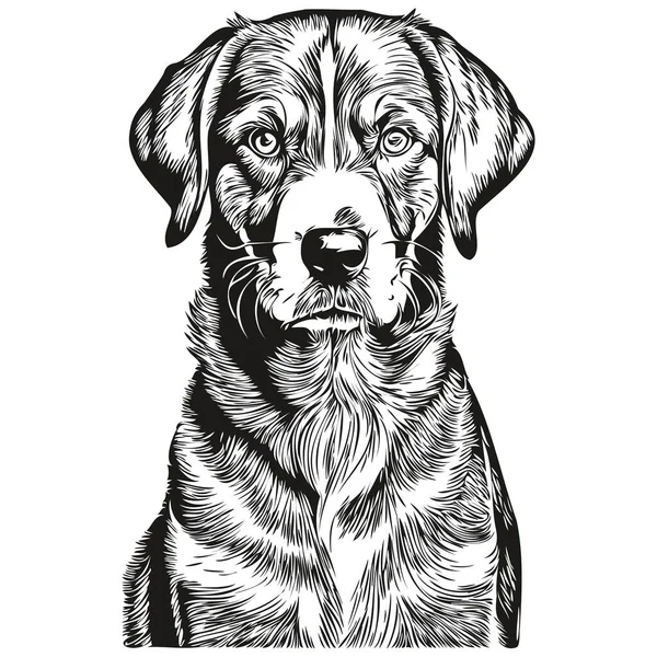 Bluetick Coonhound Hund Porträtt Vektor Djur Hand Ritning För Tatuering — Stock vektor