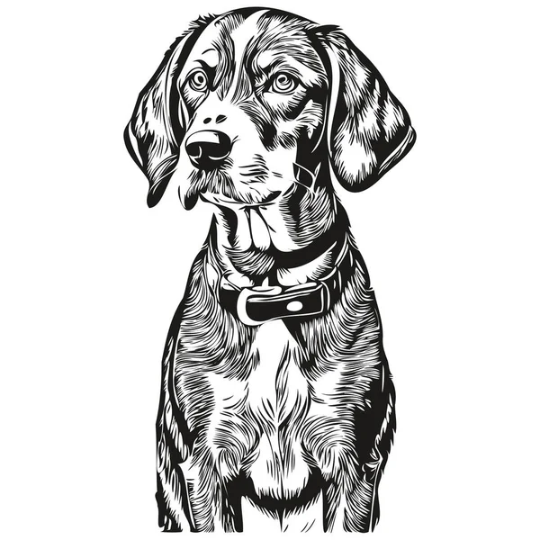 Bluetick Coonhound Pes Realistické Kreslení Tužkou Vektoru Line Art Ilustrace — Stockový vektor