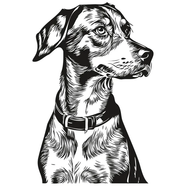 Bluetick Coonhound Kutya Realisztikus Kisállat Illusztráció Kézrajz Arc Fekete Fehér — Stock Vector