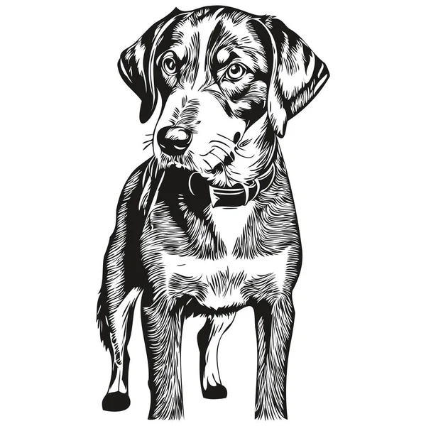 ブルーティック コンハウンド犬現実的なペットのイラスト 手描きの顔黒と白のベクトルスケッチの描画 — ストックベクタ