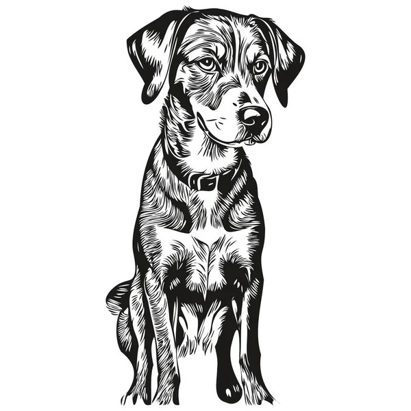 Bluetick Coonhound Hund Silhuett Husdjur Karaktär Klipp Konst Vektor Husdjur — Stock vektor