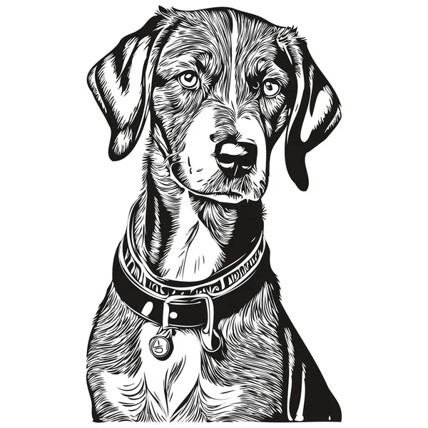 Bluetick Coonhound Dog Silhouette Pet Character Clip Art Vector Pets — Stock Vector