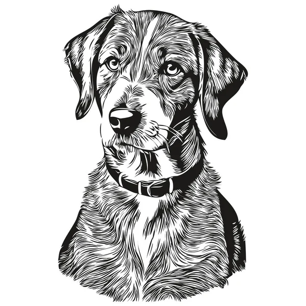 Bluetick Coonhound Perro Vector Cara Dibujo Retrato Bosquejo Vintage Estilo — Vector de stock