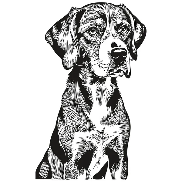 Bluetick Coonhound Dog Vector Face Drawing Portrait Sketch Vintage Style — Stock Vector