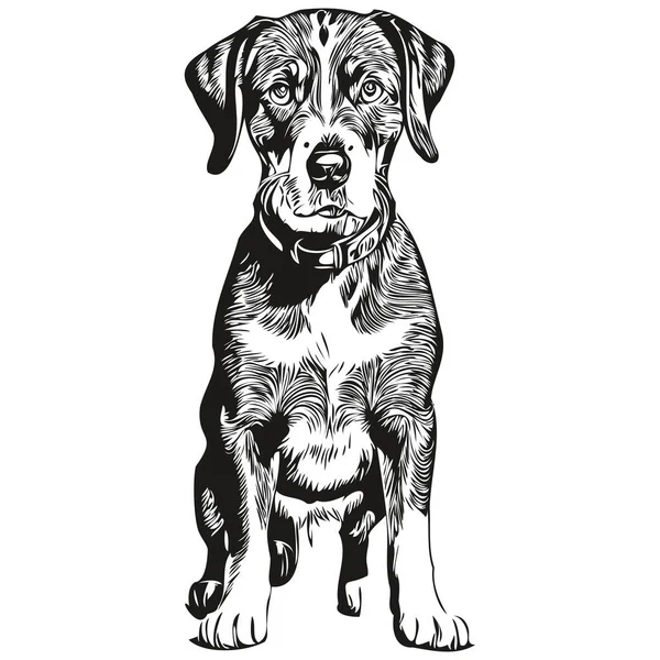Bluetick Coonhound犬Tシャツプリント黒と白 かわいい面白いアウトライン描画ベクトル現実的な品種ペット — ストックベクタ