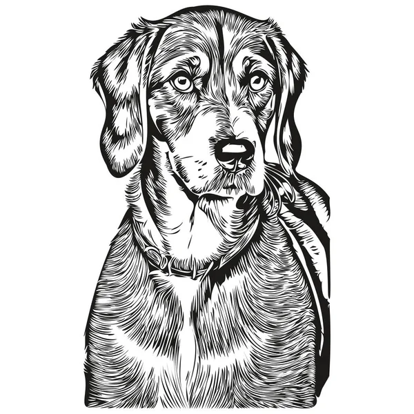Bluetick Coonhound Hund Vektor Grafik Handritad Penna Djur Linje Illustration — Stock vektor