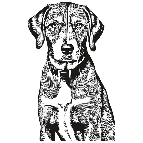 Bluetick Coonhound Pes Vektor Tvář Kreslení Portrét Skica Vintage Styl — Stockový vektor
