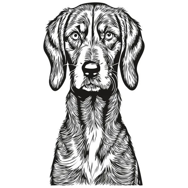 Bluetick Grafis Vektor Anjing Coonhound Ilustrasi Garis Pensil Hewan - Stok Vektor