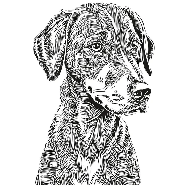 Bluetick Coonhound Dog Vector Graphics Hand Drawn Pencil Animal Line — Stock Vector