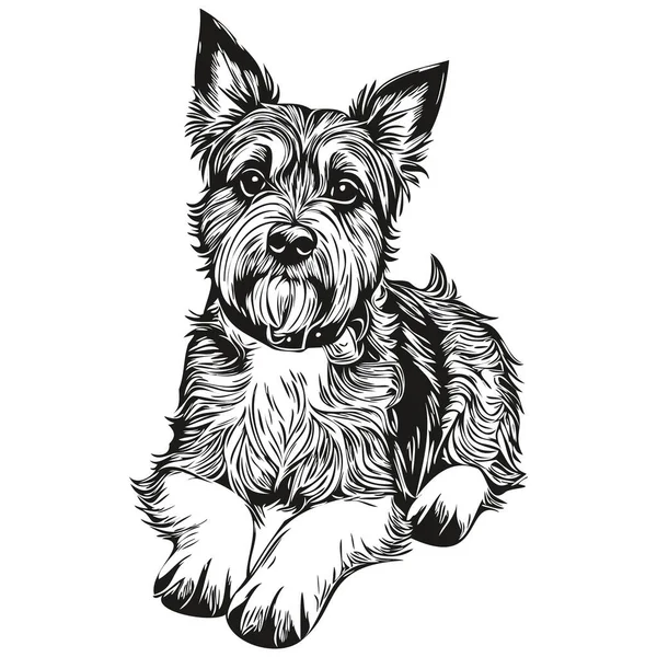 Frontera Terrier Perro Cabeza Línea Dibujo Vector Ilustración Dibujada Mano — Archivo Imágenes Vectoriales
