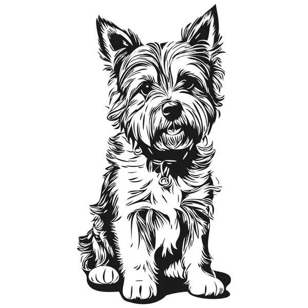 Gräns Terrier Hund Husdjur Skiss Illustration Svart Och Vitt Gravyr — Stock vektor