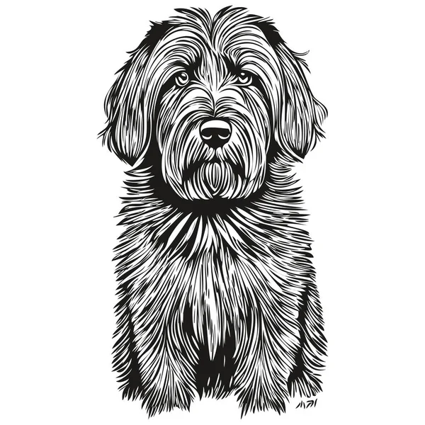 Briard Dog Engraved Vector Portrait Face Cartoon Vintage Drawing Black — Stock Vector