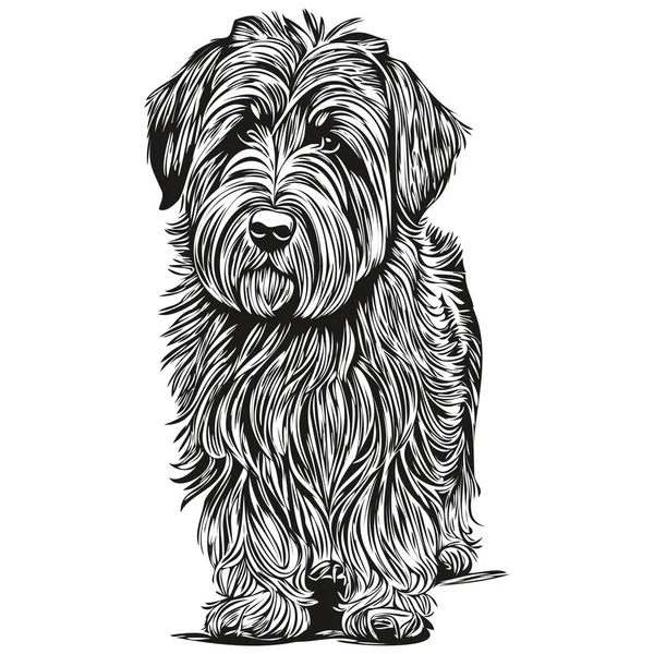 Briard Cão Esboço Lápis Desenho Arte Personagem Preto Fundo Branco —  Vetores de Stock