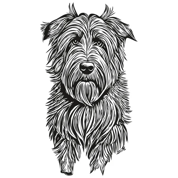Briard Chien Crayon Dessin Main Vecteur Contour Illustration Animal Visage — Image vectorielle