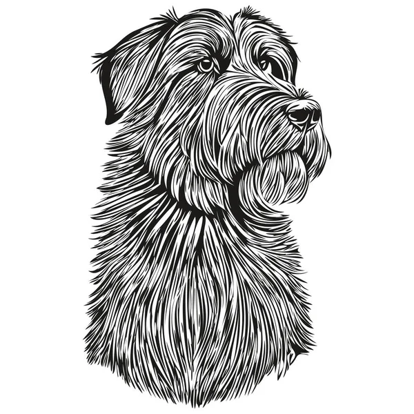 Chien Briard Dessin Crayon Réaliste Vecteur Illustration Art Linéaire Visage — Image vectorielle