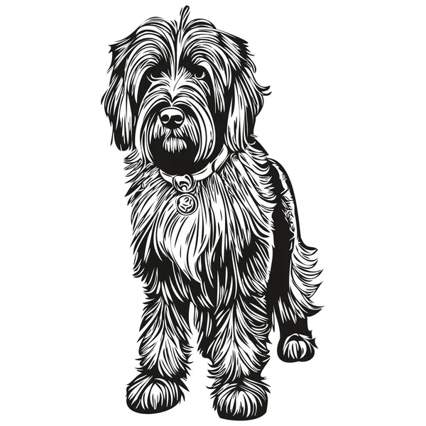 Бріард Собака Векторний Малюнок Обличчя Портрет Ескіз Вінтажного Стилю Прозорого — стоковий вектор