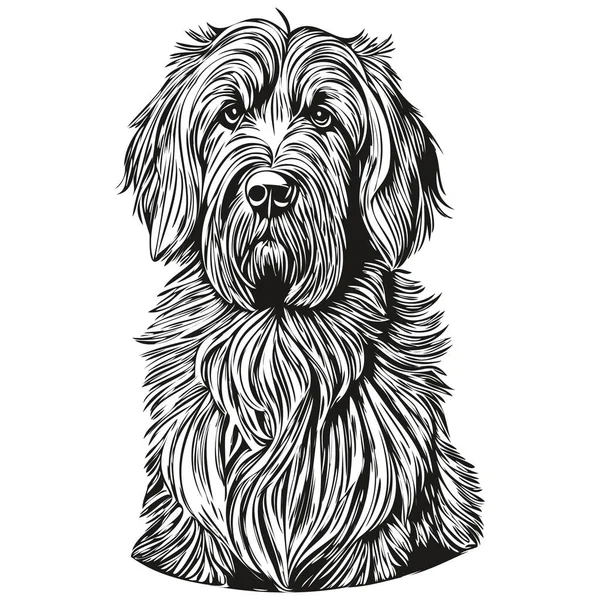 Briard Hund Vektor Ansikte Ritning Porträtt Skiss Vintage Stil Transparent — Stock vektor