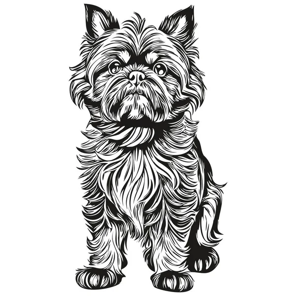 Βρυξέλλες Griffon Σκυλί Χαραγμένο Διάνυσμα Πορτρέτο Πρόσωπο Κινούμενα Σχέδια Vintage — Διανυσματικό Αρχείο