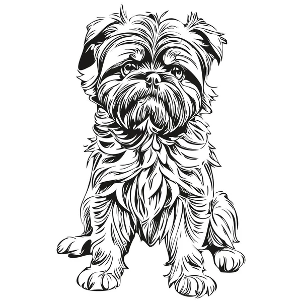 Brüssel Griffon Dog Line Illustration Schwarz Weiß Tuschzeichnung Gesicht Porträt — Stockvektor