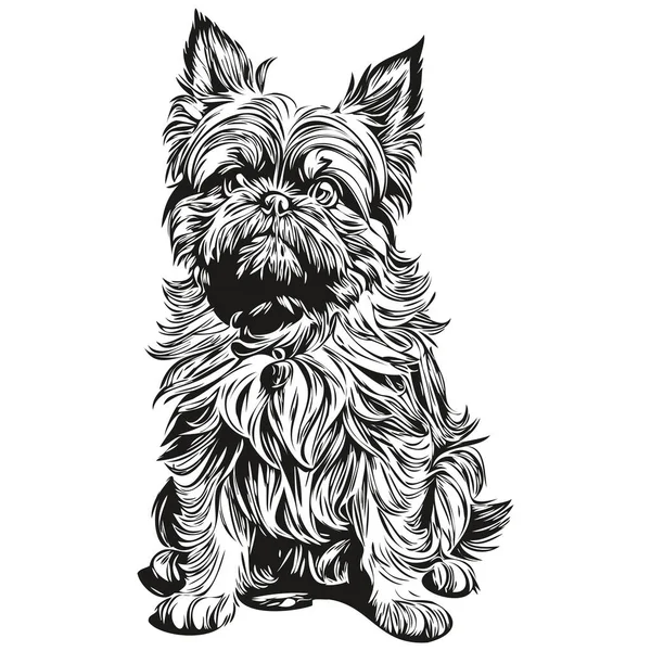 Brussels Griffon Dog Outline Pencil Drawing Artwork Black Character White — Stock Vector
