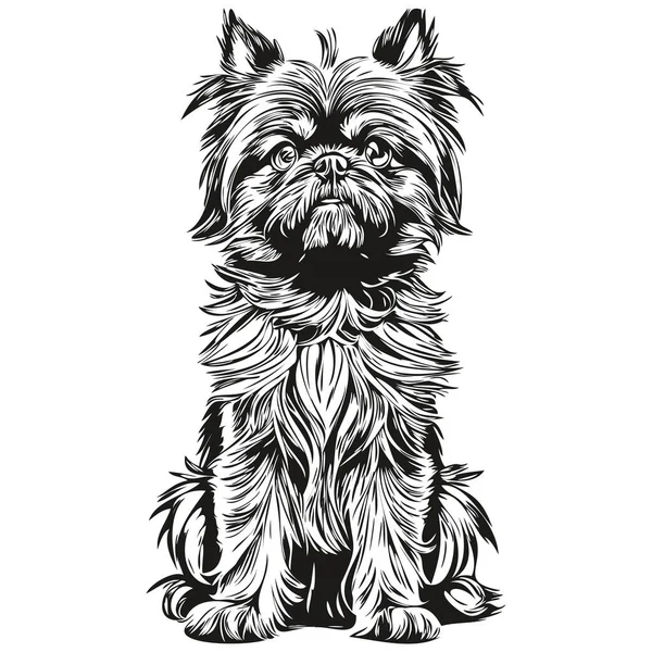 Bruxelas Griffon Cão Retrato Vetor Animal Desenho Mão Para Tatuagem — Vetor de Stock