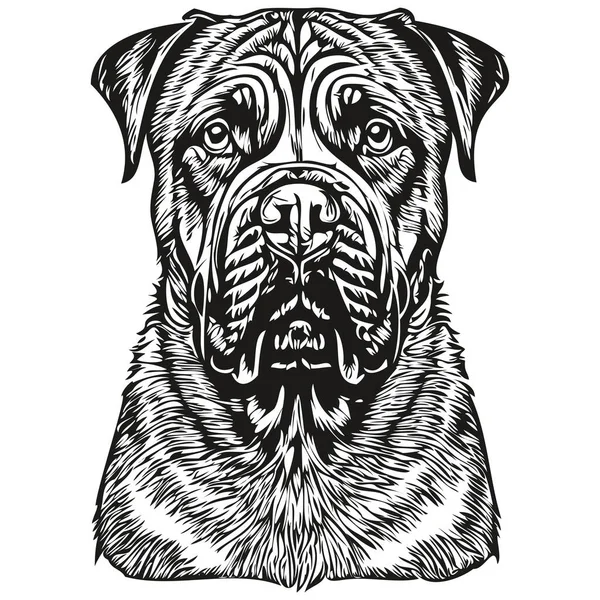 Bullmastiff Cão Gravado Retrato Vetorial Desenho Vintage Cartoon Rosto Preto —  Vetores de Stock