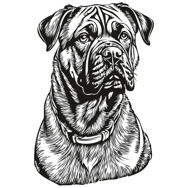 Bullmastiff Hund Huvud Linje Ritning Vektor Handritad Illustration Med Transparent — Stock vektor