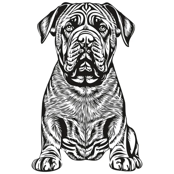 斗牛犬毛笔画图 白色背景上的黑色人物写实品种宠物 — 图库矢量图片