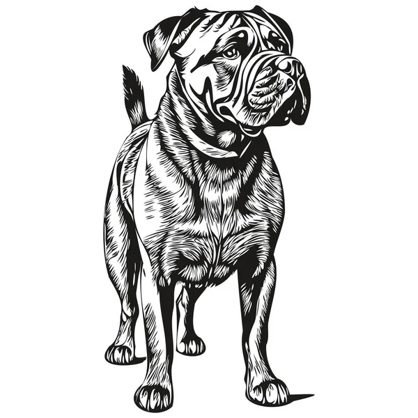 Bullmastiff Chien Crayon Dessin Main Vecteur Illustration Contour Animal Visage — Image vectorielle