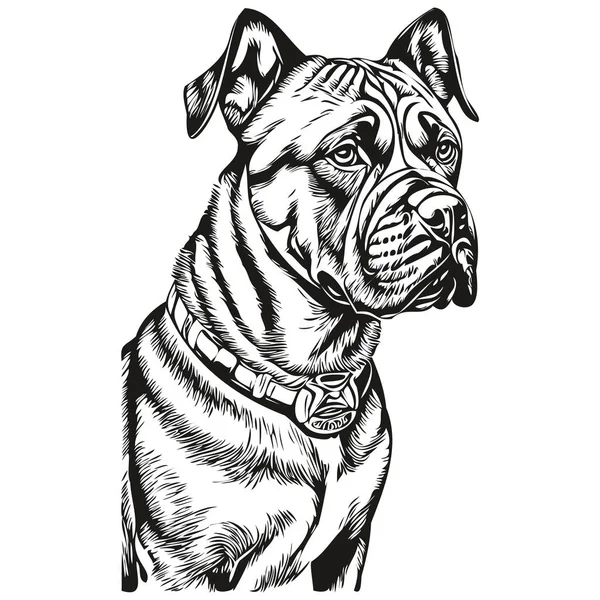 Ilustrasi Sketsa Anjing Bullmastiff Ukiran Hitam Dan Putih Vektor Ras - Stok Vektor