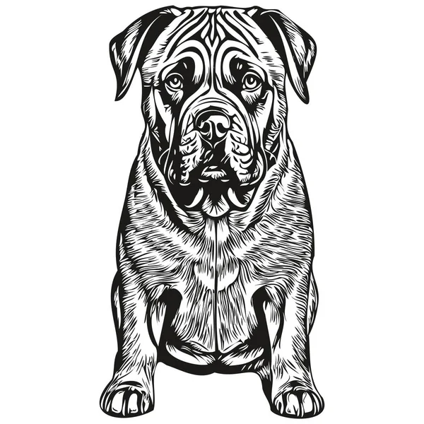 ベクトルのブルマスチフ犬の肖像画 入れ墨やTシャツのプリントイラストのための動物の手描き現実的な品種のペット — ストックベクタ