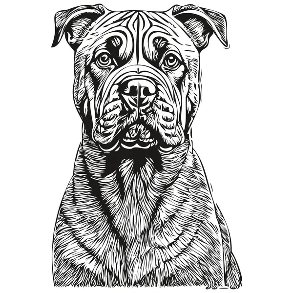 Bullmastiff Dog Realistic Pet Illustration Hand Drawing Face Black White — Stock Vector