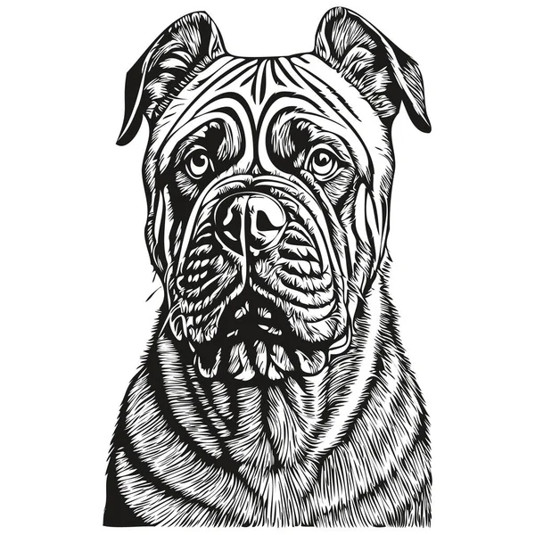 Bullmastik Dog Vector Face Draw Portrait Sketch Vintage Style Transparent — 스톡 벡터